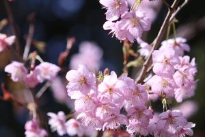 山田の初御代桜1