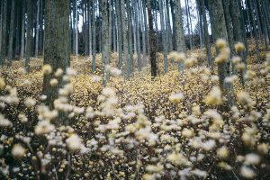 ミツマタ大群生のメルヘンの世界